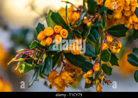 Darwin's barberry - Berberis darwinii - an evergreen shrub with its colourful drooping racemes of rich orange flowers during spring in the UK Stock Photo