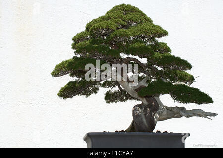 Chinese Juniper Bonsai on display Stock Photo