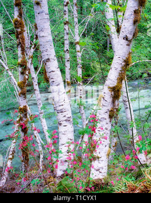 Alder trees and red current (Ribies sanguinium) along banks of Quartzville Creek National Wild and Scenic River, Oregon Stock Photo