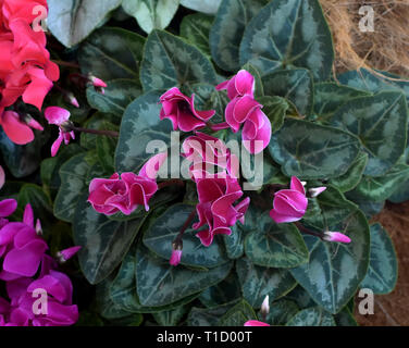 Top view image on purple cyclamen flower with blur leaf in background, beautiful flowery pattern, purple flowery, pink flowery, flower texture, flower Stock Photo