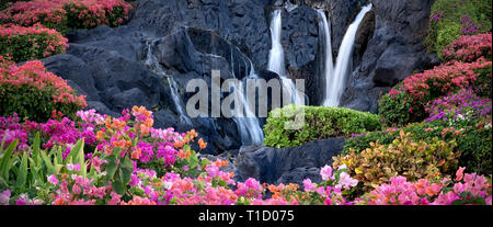 Bougainvillea flowers and waterfall at garden in Kauai, Hawaii Stock Photo