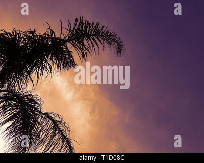 Two Palm Tree Fronds in Corner of Frame, With a Colorful, Sunset Background Stock Photo