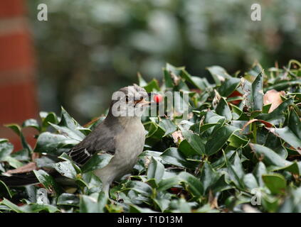 Bird with Berry Stock Photo