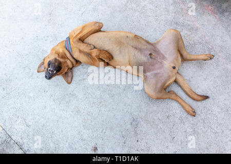 The brown dog is rolling to the ground. Stock Photo