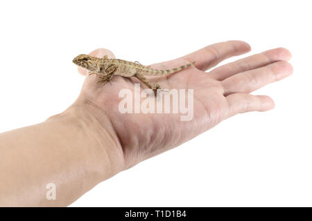 Close up tree lizard or garden lizard cling is on the hand. Isolated on white background. Stock Photo
