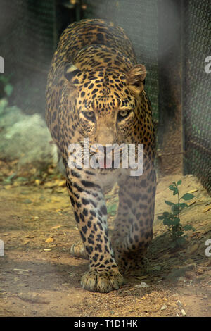 A leopard stares directly into the lens from inside his cage as it lazily walks toward me Stock Photo