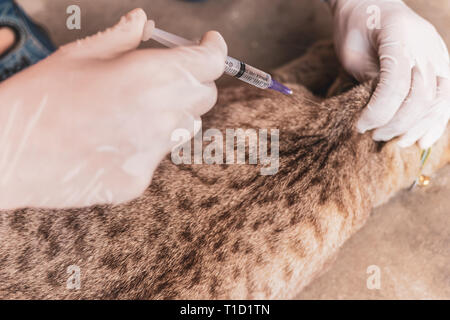 Veterinarian at vet clinic giving injection to cat. Stock Photo