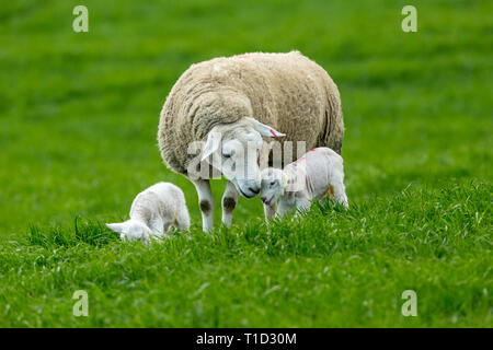 Texel Ewe, female sheep with twin lambs. A tender moment between mother and baby lamb in lush green field. Landscape, Horizontal. Space for copy Stock Photo
