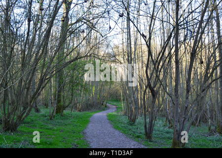 'Red Route' path in Scord's Wood below Emmett Garden at Ide Hill Kent near Toys Hill on the Greensand Ridge of the North Downs Stock Photo