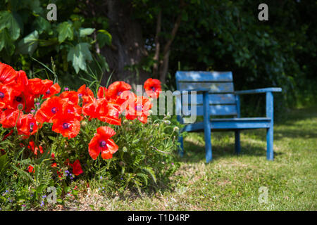 bench and poppy flowers in a garden Stock Photo