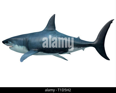 Megalodon was an enormous carnivorous shark that roamed the oceans of the Pleistocene Period. Stock Photo