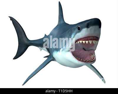 Megalodon was an enormous carnivorous shark that roamed the oceans of the Pleistocene Period. Stock Photo