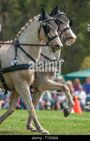 Combined driving competition, Welsh Pony team hitch Stock Photo - Alamy