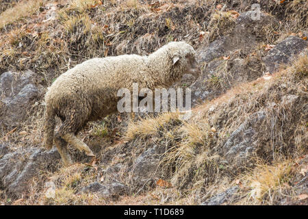 Domestic Sheep (Ovis aries). A mountain breed, one of a flock. Sheep are less capable climbers than goats. Himalayan foothills, northern India.  Stock Photo