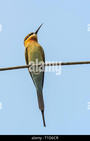 Blue-tailed Bee-eater (Merops philippinus) Stock Photo
