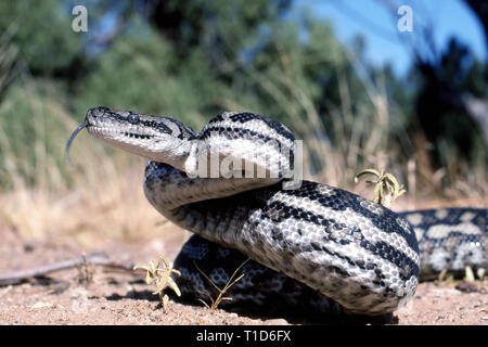 Inland Carpet Python Stock Photo