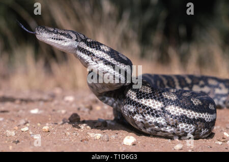 Inland Carpet Python Stock Photo