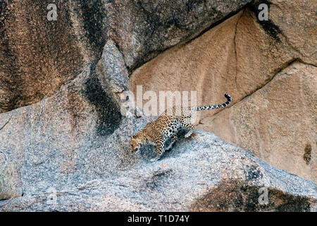 Leopard going toards its Den in Rocky Hill at Bera,Rajasthan,India Stock Photo
