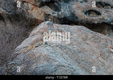 Leopard sitting on a rock hill in evening light at Bera,Rajasthan,India Stock Photo