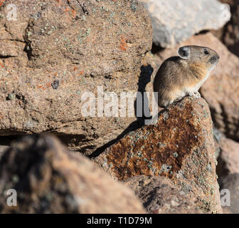 Pika - Ochotona princeps Stock Photo