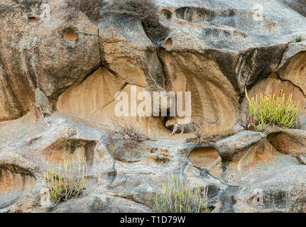 Leopard walking in Rock hills of Bera,Rajasthan,India Stock Photo