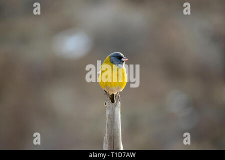 Little Yellow Bird >> Little Yellow Bird With Blue Head Standing On A Stick Stock Photo Little Yellow Bird >> Little Yellow Bird With Blue Head Standing On A Stick Stock Photo