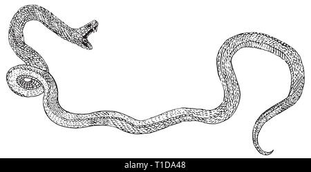 Attacking snake with open jaws. Hand drawn engraving style ink illustration. Viper, venomous reptile. Sticker, t shirt print, tattoo design. Rock Stock Vector