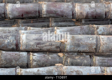 Heap of suger cane close-up in a chinese street market, Chengdu Stock Photo