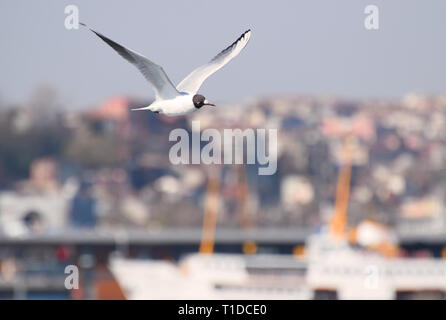 European Coast Of The Bosphorus River In Istanbul, Turkey Stock Photo 