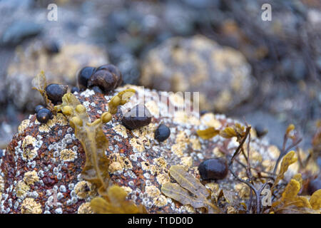 Common Periwinkle (Littorina littorea) on a barnacle-covered rock, with Bladderwrack (Fucus vesiculosus) Stock Photo