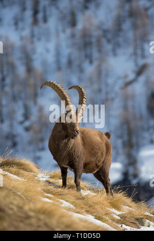 Alpine ibex (Capra ibex) male with large horns foraging on mountain slope in the snow in winter, Gran Paradiso National Park, Italian Alps, Italy Stock Photo