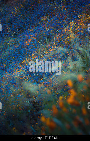 Wildflower super bloom in Lake Elsinore, California spring 2019 Stock Photo