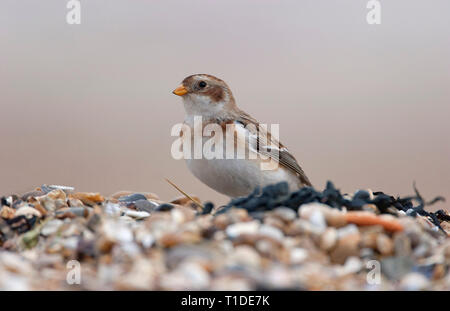 Snow Bunting, Plectrophenax nivalis, single adult in winter plumage on shingle beach. Taken January Shoeburyness, Essex, UK. Stock Photo