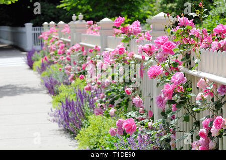 White wooden fence, pink roses, colorful garden border adding curb appeal to home entrance Stock Photo