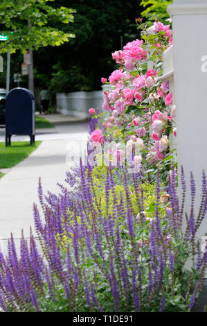 White fence, pink roses, catmint, lady's mantel and sage. Garden edging detail Stock Photo