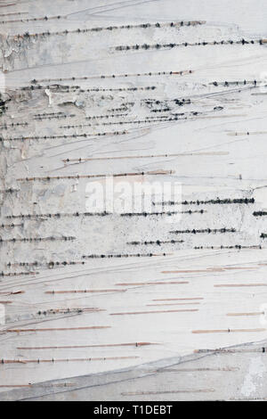 Paper birch bark background. Closeup of tree trunk, showing texture and pattern Stock Photo