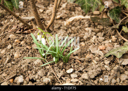 Two snowdrops isolated Stock Photo