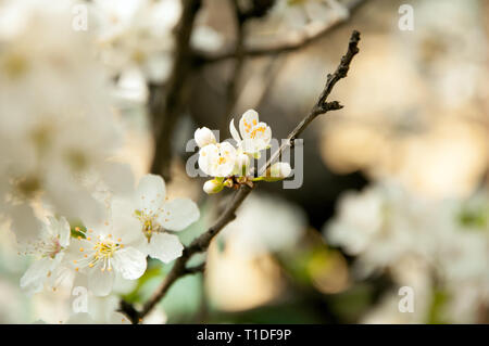 Blossom of Mirabelle plum in the spring Stock Photo