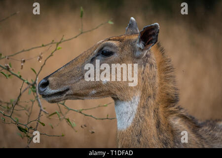 A nilgai or blue bull portrait from Ranthambore Tiger Reserve, India Stock Photo