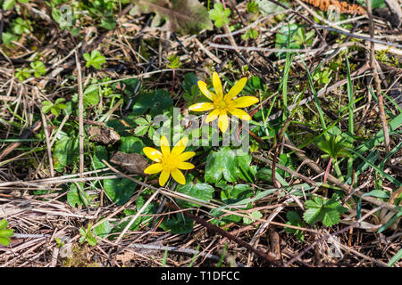 Closeup of a pair of spring yellow flowers, Ficaria verna, (formerly Ranunculus ficaria L.) commonly known as lesser celandine or pilewort Stock Photo