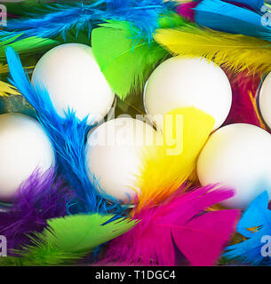Creative layout made of white chicken eggs with colorful feathers trendy neon colors. Stock Photo