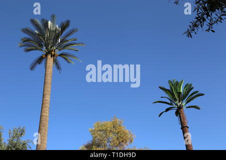 Phone masts disguised as date palms, Jnane El Harti (Harti Garden), New City, Marrakesh, Marrakesh-Safi region, Morocco, north Africa Stock Photo