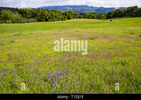 Meadow with Red Owl's Clover, Douglas' Lupine, and other wildflowers during a superbloom at Van Hoosear Wildflower Preserve in Sonoma Stock Photo