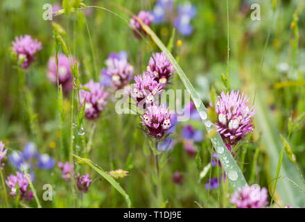 Red Owl's Clover and Douglas' Lupine wildflowers at Van Hoosear Wildflower Preserve in Sonoma, California Stock Photo