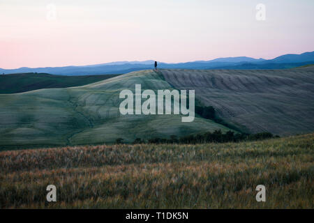 A single isolated cypress tree in the middle of a field in Val d'Orcia or Valdorcia in Tuscany, a very popular travel destination in Italy Stock Photo