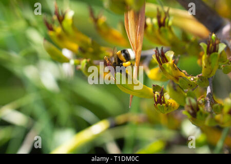 Bee on New Zealand flax flower close-up gathering pollen and polinating. Stock Photo