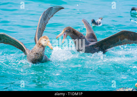 New Zealand coastal  gaint petrel in battle over territory on the water Stock Photo
