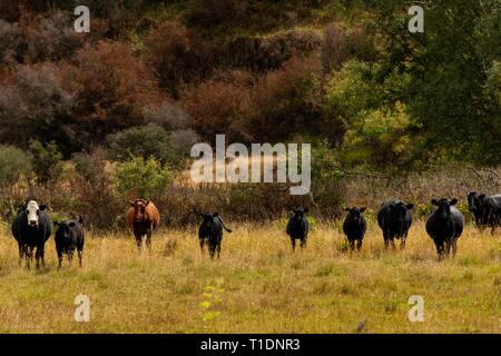 Curious Cows in a paddock by Crown Range Road, NZ Stock Photo