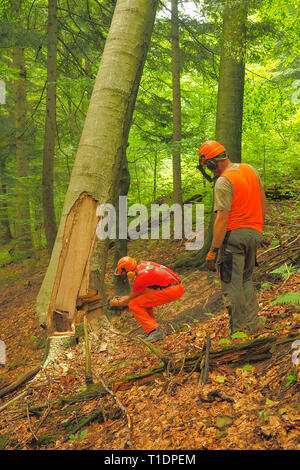 Lumberjack pulling rope in the forest Stock Photo - Alamy