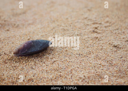 Closed sea mussel shell on the beach sand. Marine theme. Natural background. Image with place for text. Stock Photo
